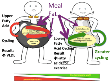 Fatty Acid Cycling M&W