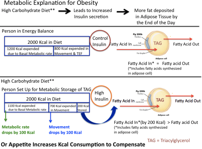 Pic 7 Metabolic Cuase