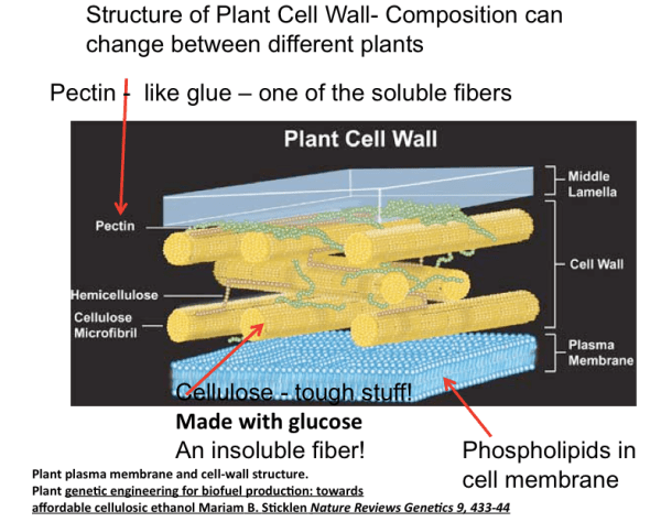 Plant Cell Wall