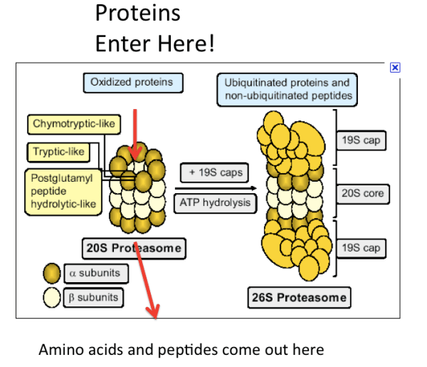 Proteasome Protease Machine