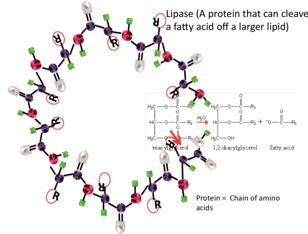Lipase enzyme