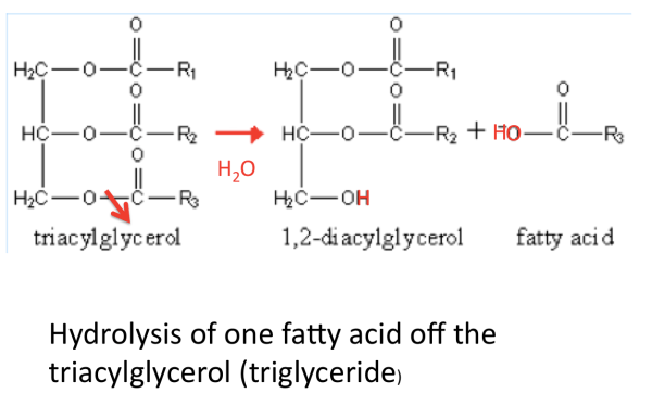 Lipase reaction
