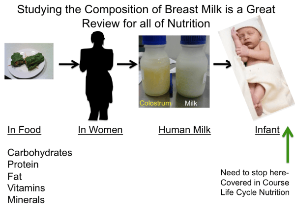 Studying Breast Milk is a Great Review for All Nutrition