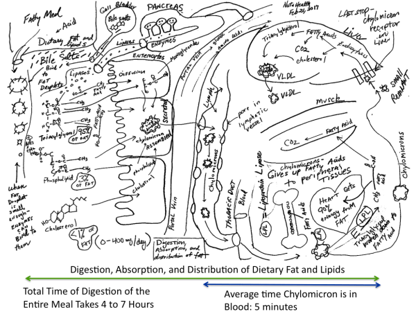 screen-shot-2017-02-23-at-7-50-26-am