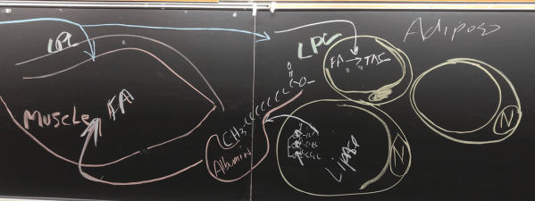 Screen Shot 2019-03-12 at 11.18.25 AM