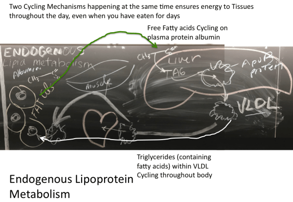 Screen Shot 2020-03-03 at 7.18.12 AM